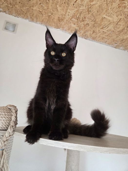 Котенок Мейн Кун
