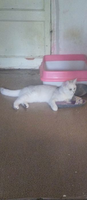 Продам котёнка девочку 8 месяцев серебристая шиншилла