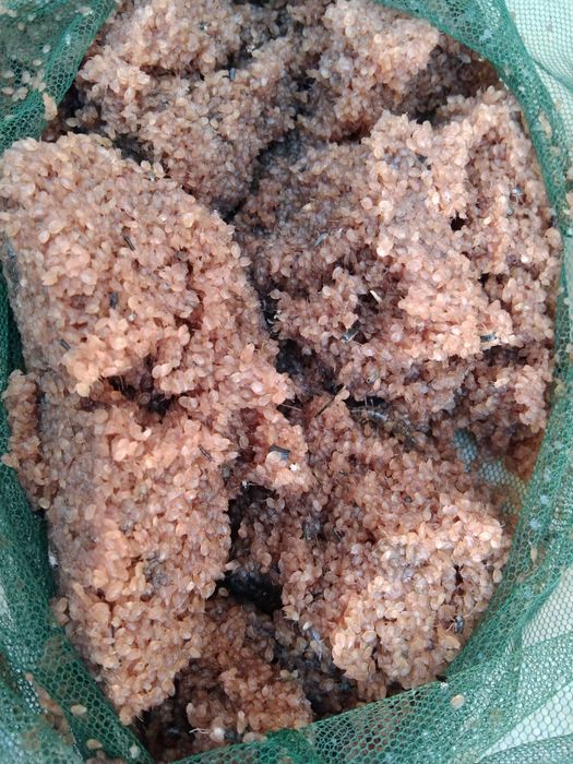 Продам дафнию заморозка