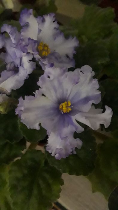 Продаются фиалки