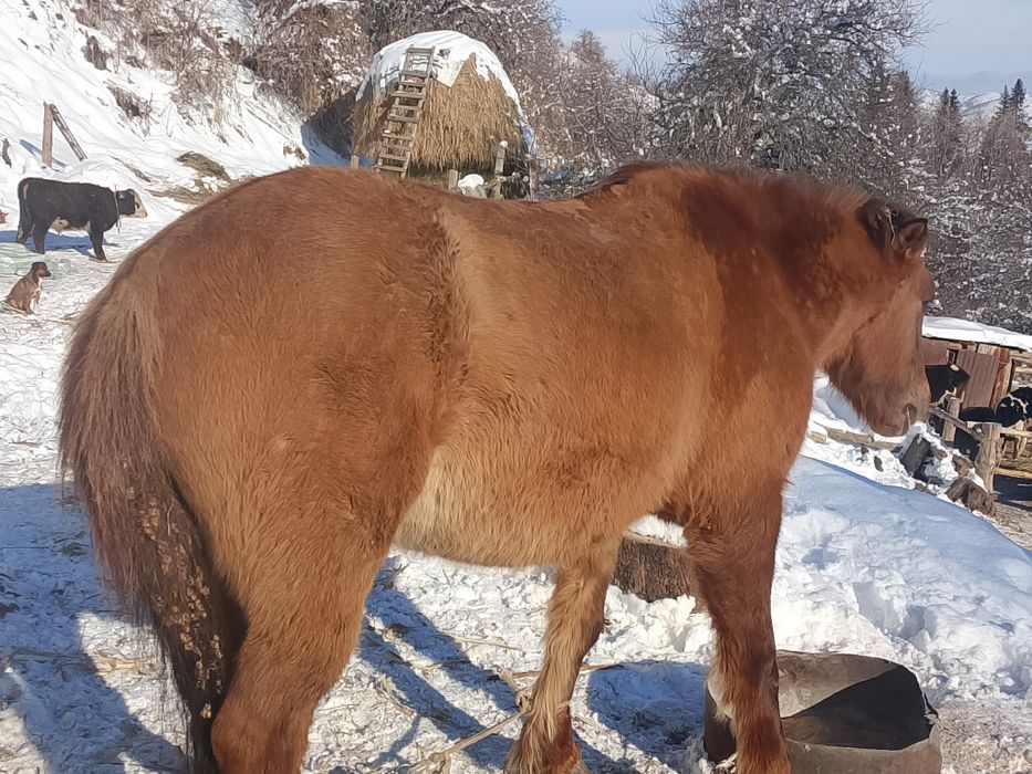 Продам мерина 6 лет