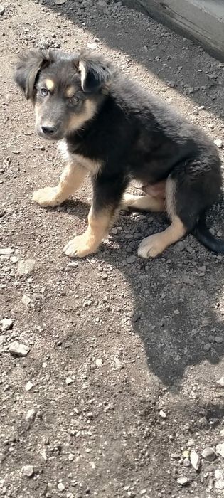 Отдам в добрые руки щенят