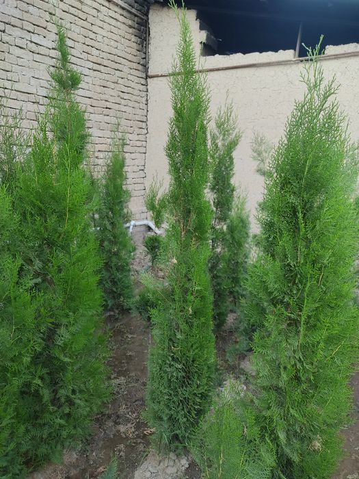 Manzarali daraxtlar va gullar. Landshaft dizayn. Obrezka, uxod.