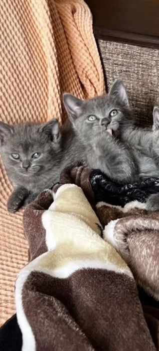 Котяьа к лотку приучены,  девочки