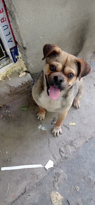 Продаю сабаку парода Мопс