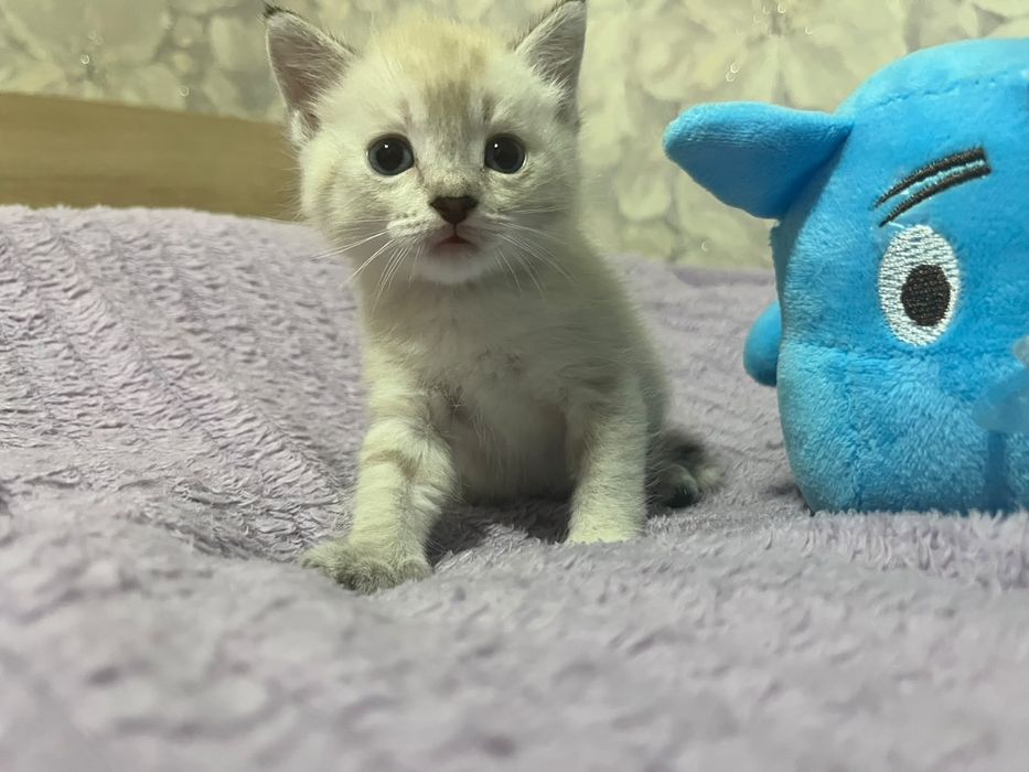 Отдам котёнка девочку.