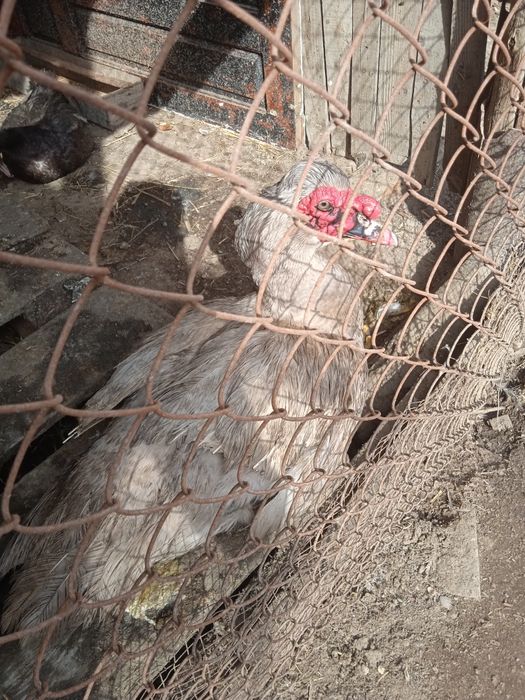 Инкубационные яйца индоутки