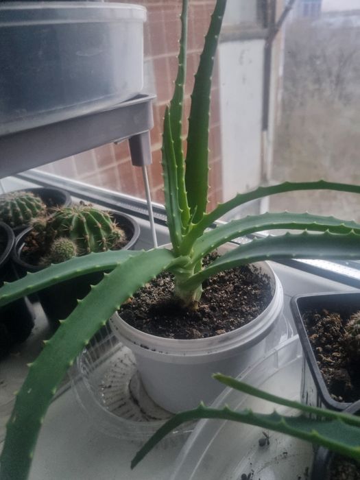 Алоэ лечебное в горшочках