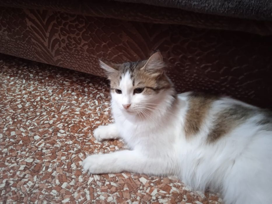 Отдам кошку в хорошие руки