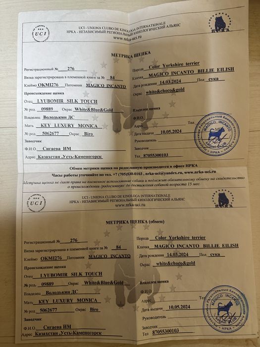 Щенки бивер йорка