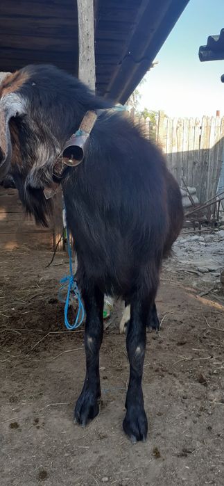 Vând țap de rasă sau schimb cu alte animale este tânăr și foarte blând