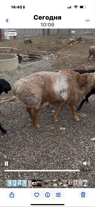 Акика ва курбонлик учун кучкорлар