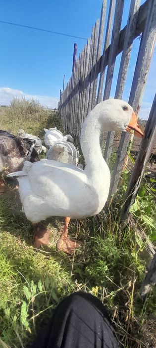 Продам гусей майские