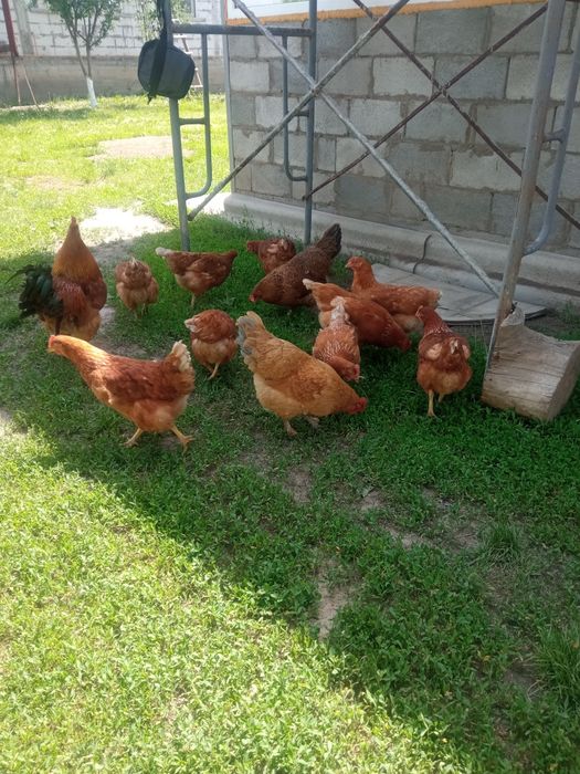 Продам Куры ломан  Браун