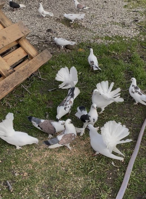 Porumbei de vanzare!