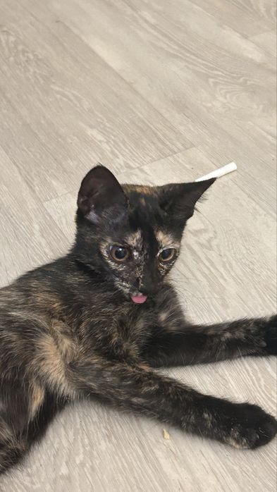 Котята 2-3 месяца