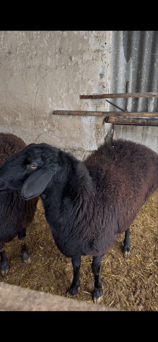 Tojikiston xisori katta qo’ylari sotiladi