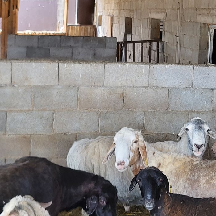 Продам больших Эдильбайских