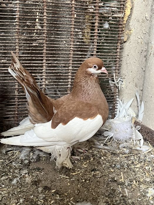 На продажу голуби с игрой