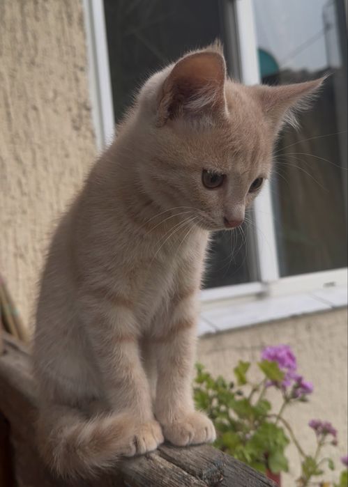 Добрые котята ищут дом