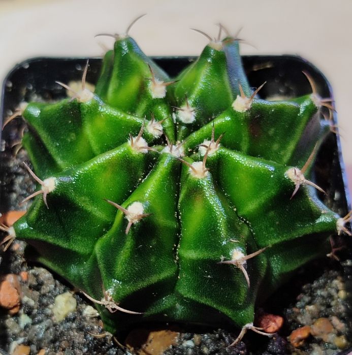 Вариегатные Кактусы