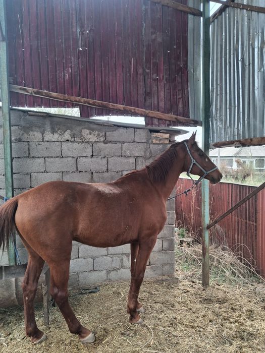 Данчак айғыр сатылады