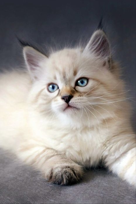 Ragdoll puiuti pufosi