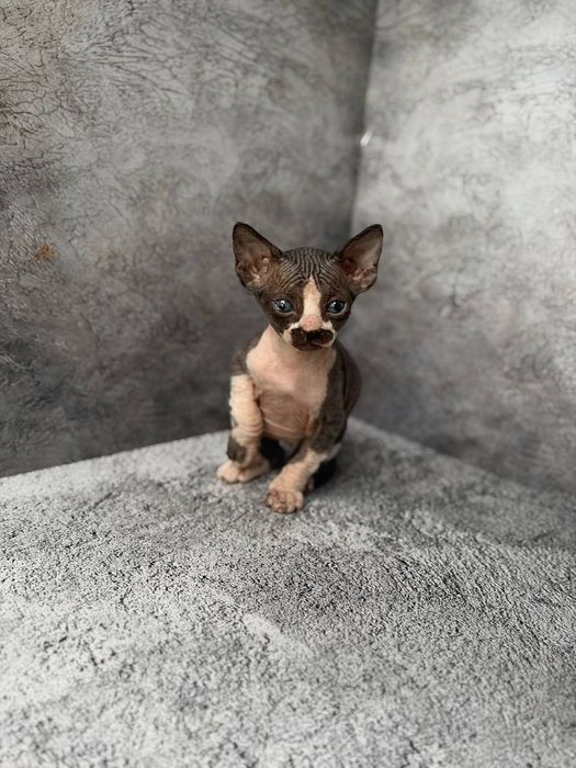 Котята канадского сфинкса