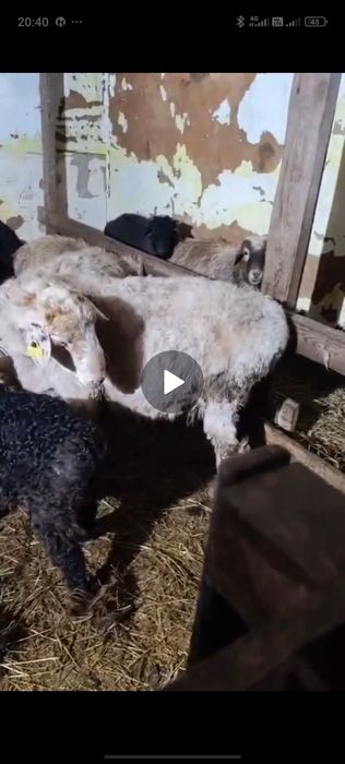 Қозылы қой тоқтылар сатамын баранов с ягнятами