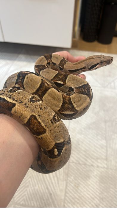 Императорский удав, нормал, самка, большая