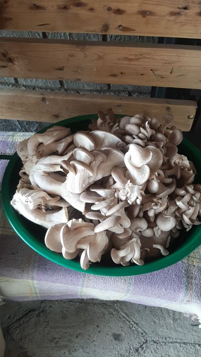 Грибные блоки грибы
