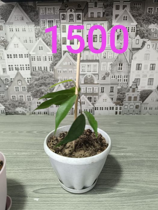 Продам недорого цветы