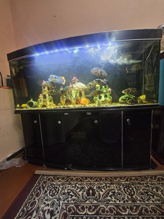 Srochniy Akvarum sotiladi