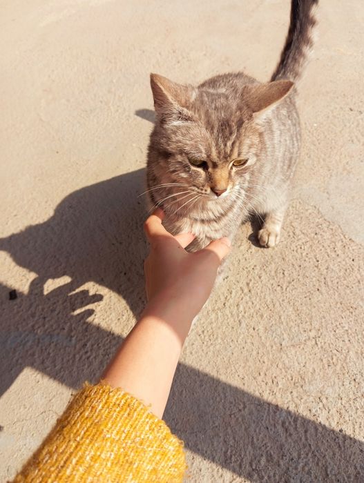 Отдам кошку в добрые руки