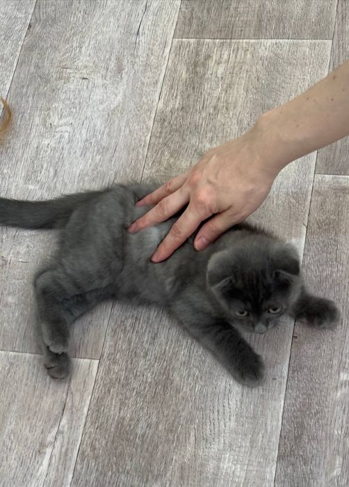 Вислоухий  Чиройли  Мушукчалар сотилади бор