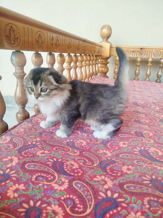 Котенок скотиш фолд