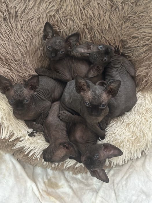 Pui de pisicute din rasa sphynx culoare gri