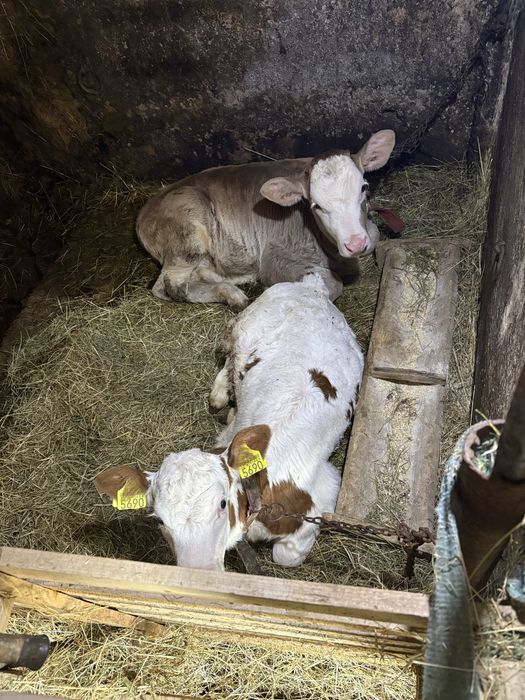 Vand doi vitei de 3 si 4 saptamani