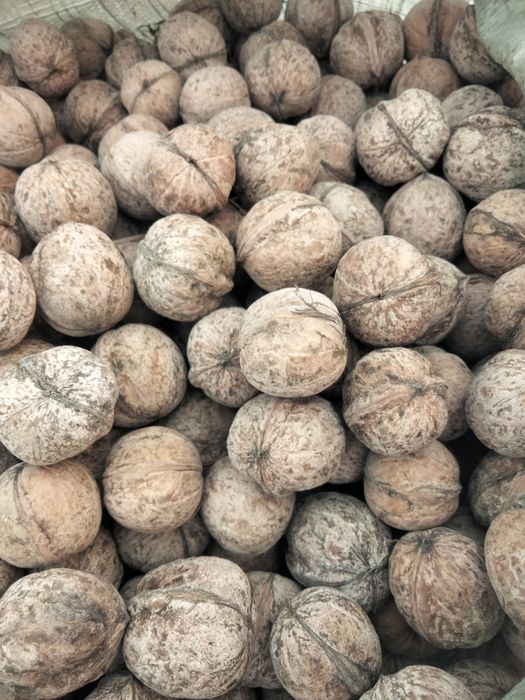 қургак свежи билги