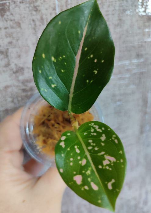 Аглаонема разных сортов