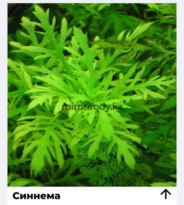 Растения для акварюма