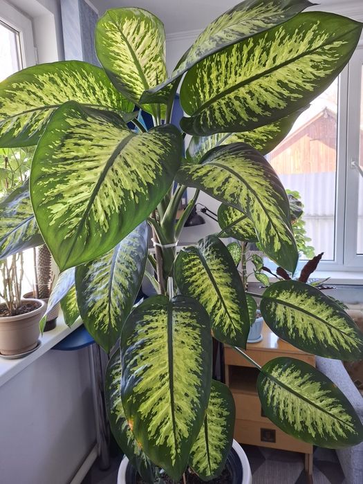 Диффенбахия пятнистая