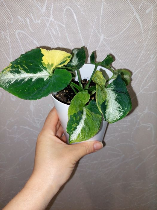 Продам комнатные растения