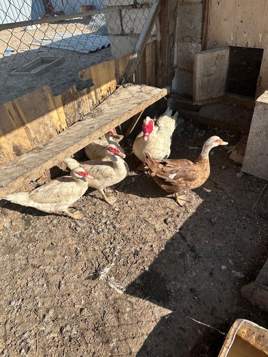 Индаутка семенные