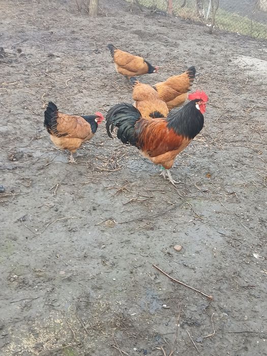 Familie de găini vorverk
