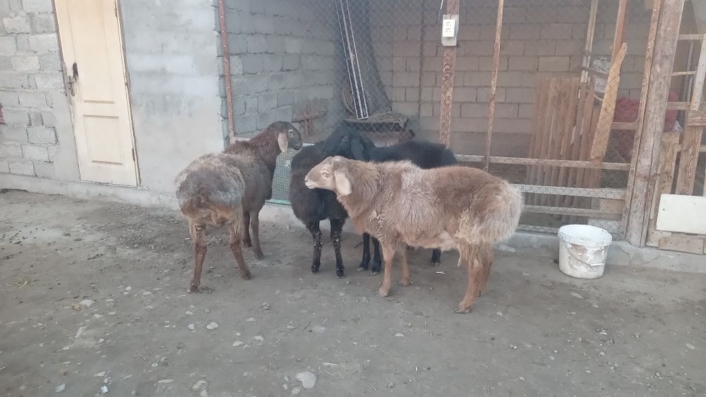 4 бас қошқар сатылады