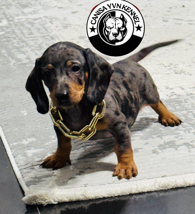 Mascul teckel arlequin miny