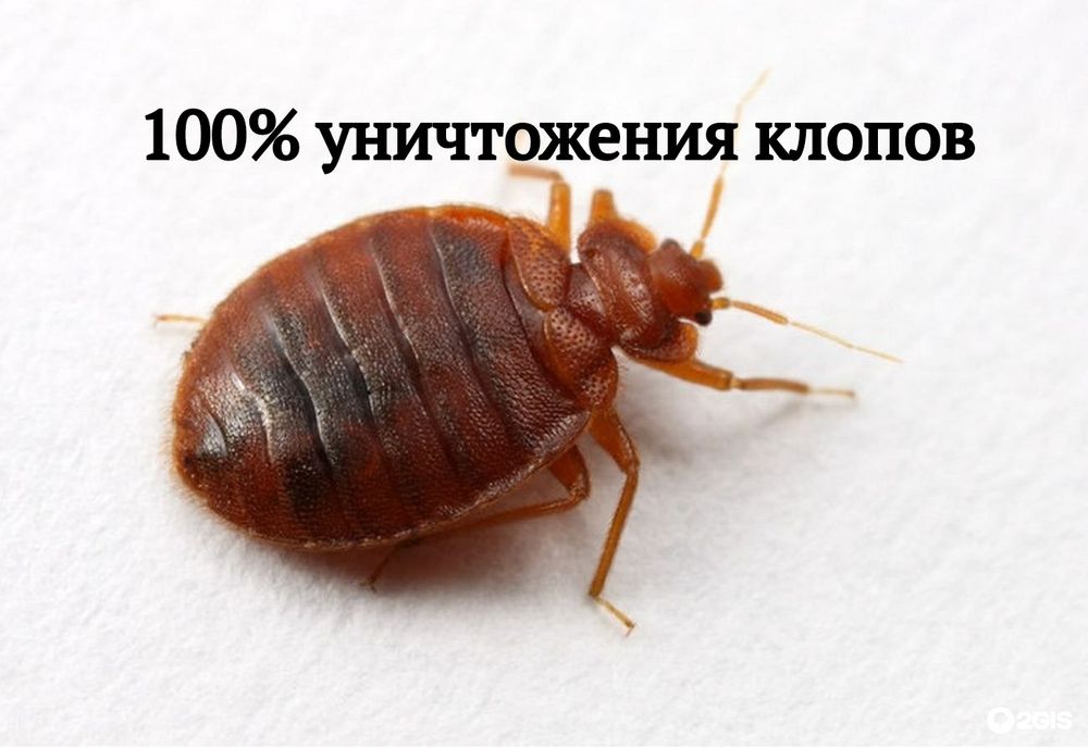 dezinfeksiya дезинфекция дезинсекция dezinfeksiya klapa