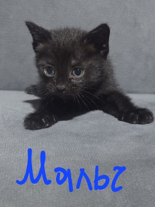 Котята, бесплатно