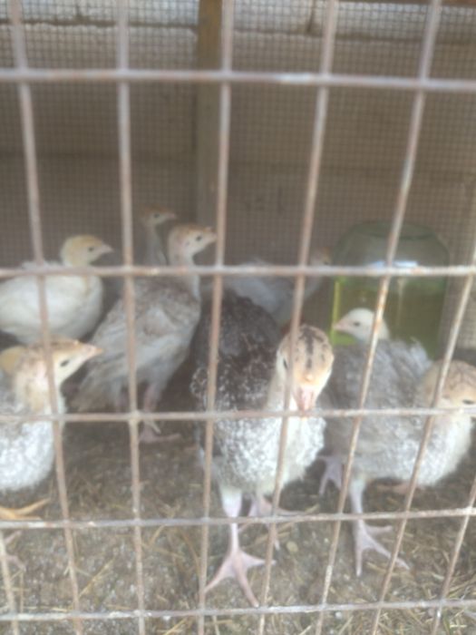 Индюшата индюшата